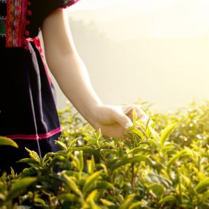 Lisa See: The Tea Girl of Hummingbird Lane