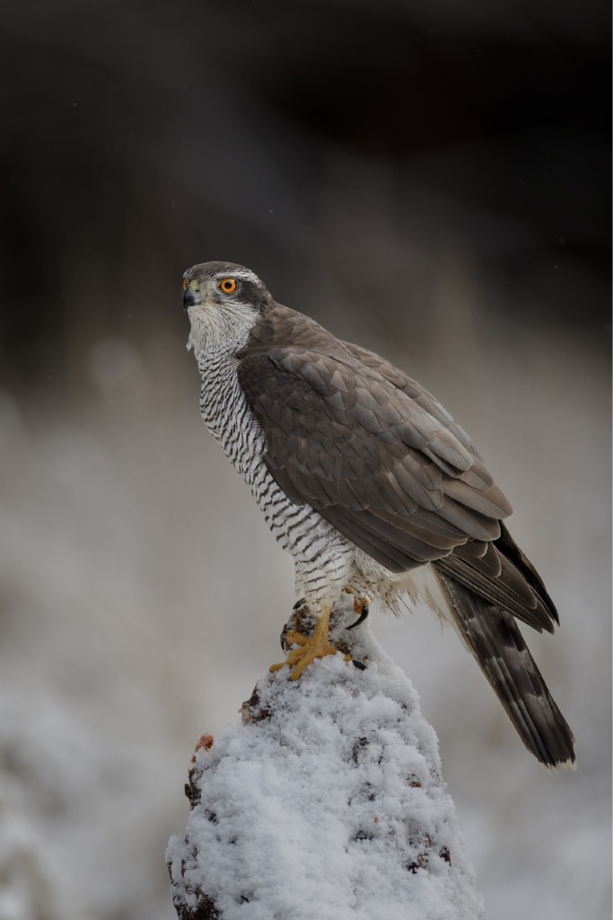 Helen Macdonald: H is for Hawk