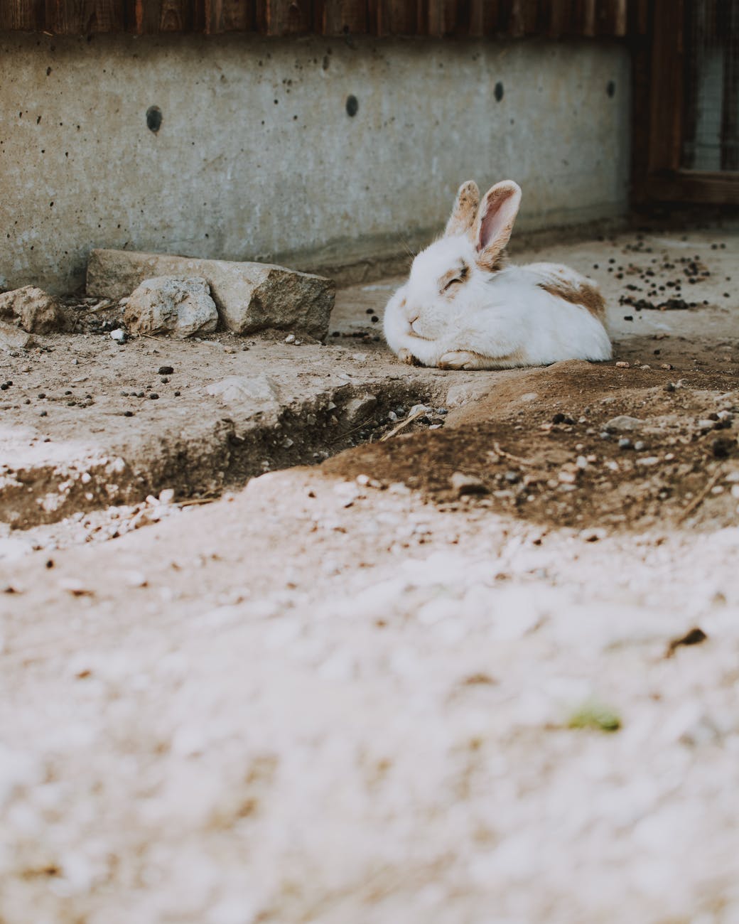photo of rabbit lying on ground